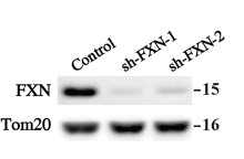 Western blot analysis of FXN expression.jpg
